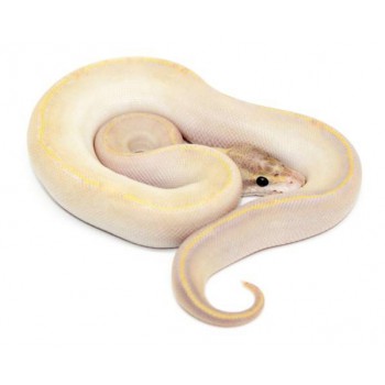 Python regius "Ivory" - Python royal