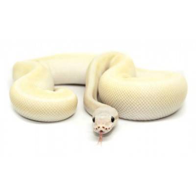 Python regius "Super Mojave" - Python royal