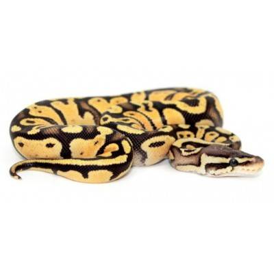 Python regius "Firefly sunrise" - Python royal