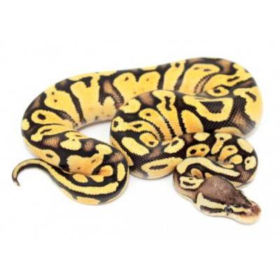 Python regius "Firefly sunrise" - Python royal