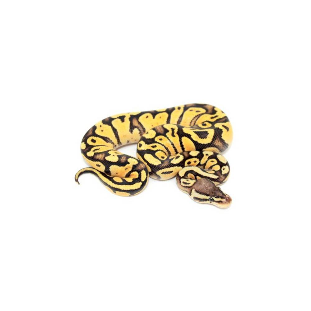 Python regius "Firefly sunrise" - Python royal