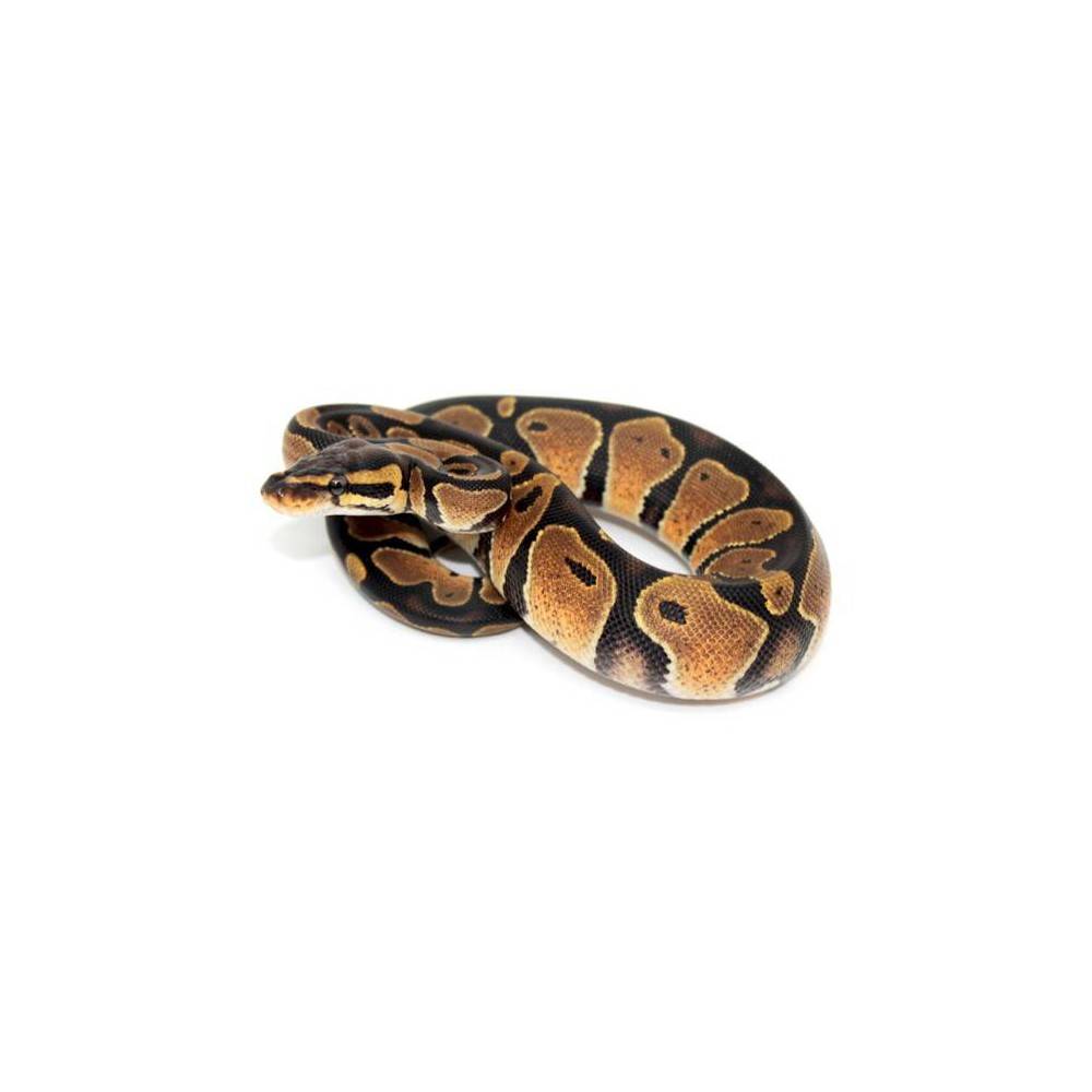 Python regius "Sunrise" - Python royal