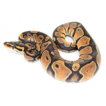 Python regius "Sunrise" - Python royal