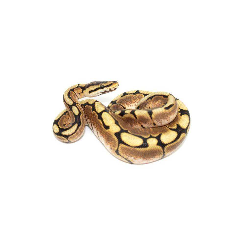 Python regius "Spider Yellow belly" - Python royal