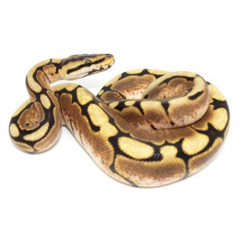 Python regius "Spider Yellow belly" - Python royal