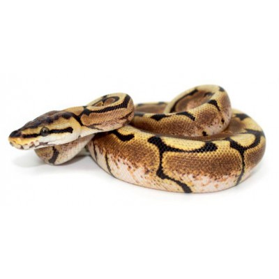 Python regius "Spider Yellow belly" - Python royal