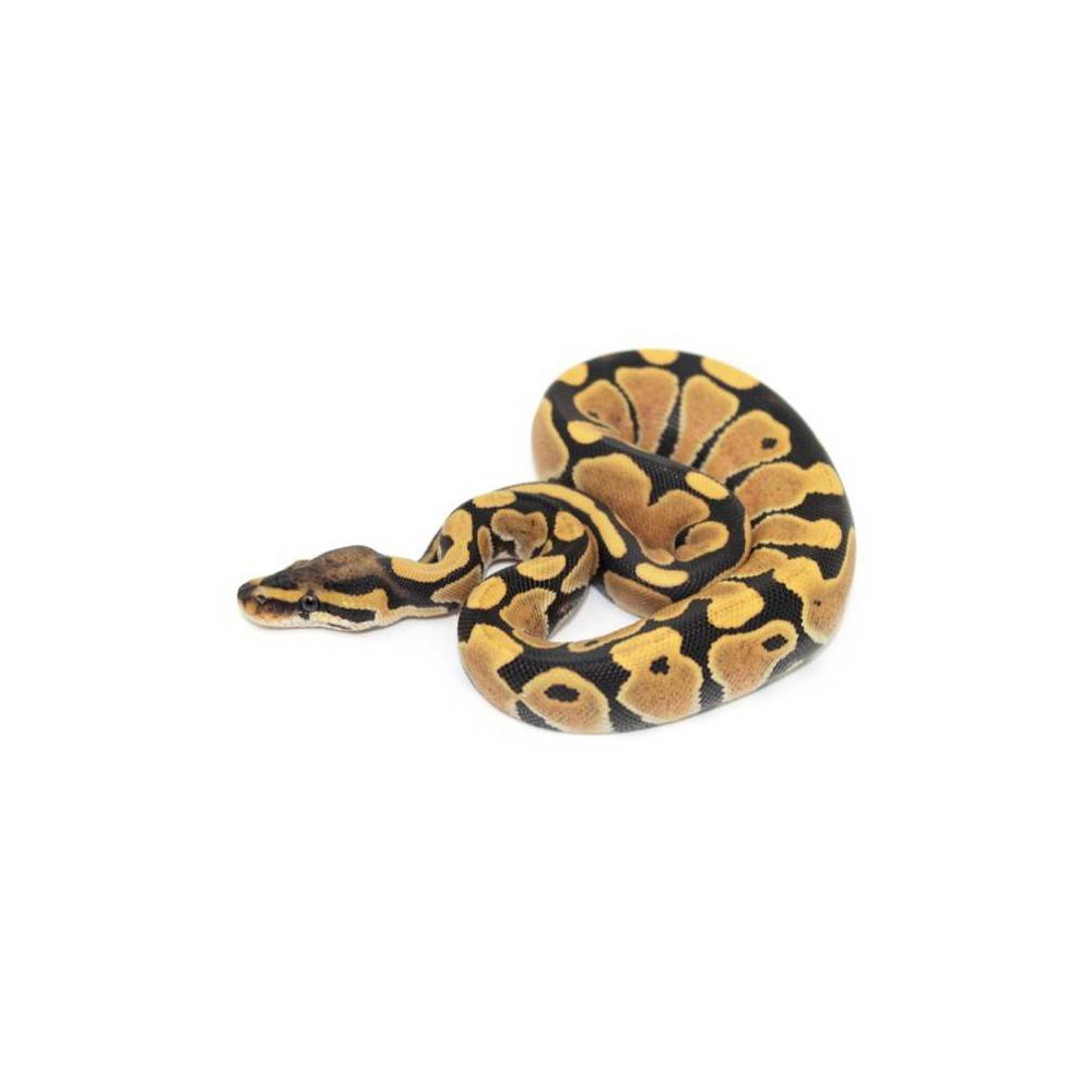 Python regius "Desert Ghost" - Python royal