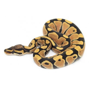 Python regius "Desert Ghost" - Python royal