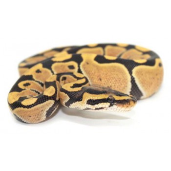 Python regius "Desert Ghost" - Python royal