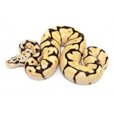 Python regius "Bumblebee Fire sunrise" - Python royal