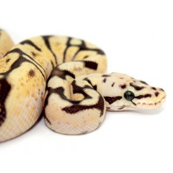 Python regius "Bumblebee Fire sunrise" - Python royal