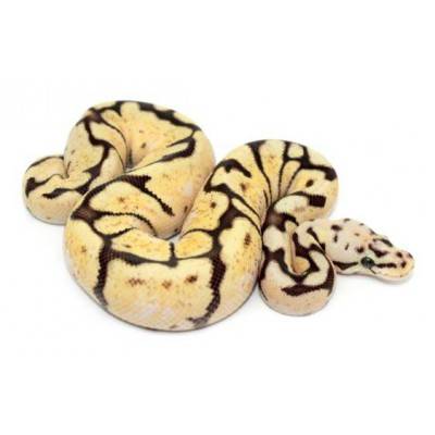 Python regius "Bumblebee Fire sunrise" - Python royal