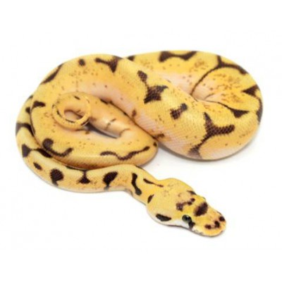 Python regius "Bumblebee Enchi" - Python royal