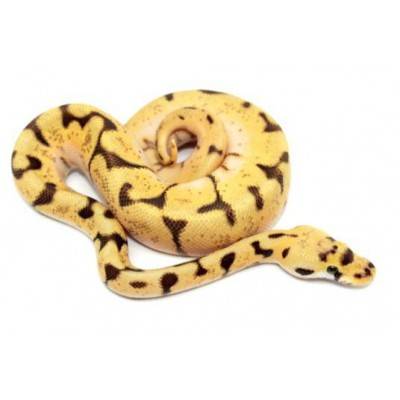 Python regius "Bumblebee Enchi" - Python royal