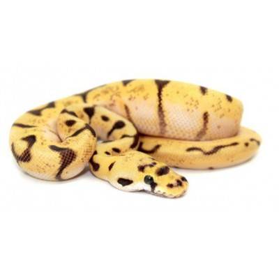 Python regius "Bumblebee Enchi" - Python royal