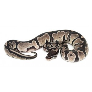 Python regius "Axanthic" - Python royal