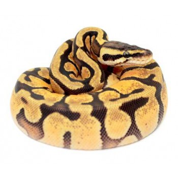 Python regius "Pastel Enchi" - Python royal