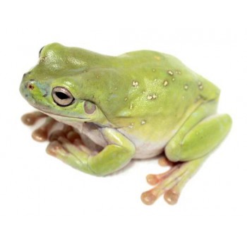 Dryopsophus (Litoria) caerulea - Rainette de White