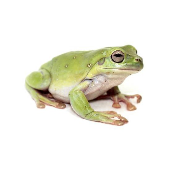Litoria (Dryopsophus) caerulea de White — free download