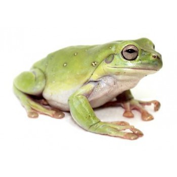 Dryopsophus (Litoria) caerulea - Rainette de White