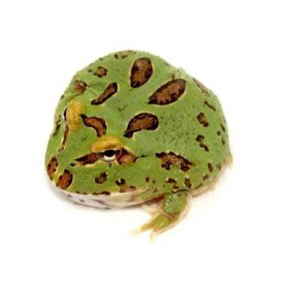 Ceratophrys cranwelli " 4 spot" - Grenouille Pacman