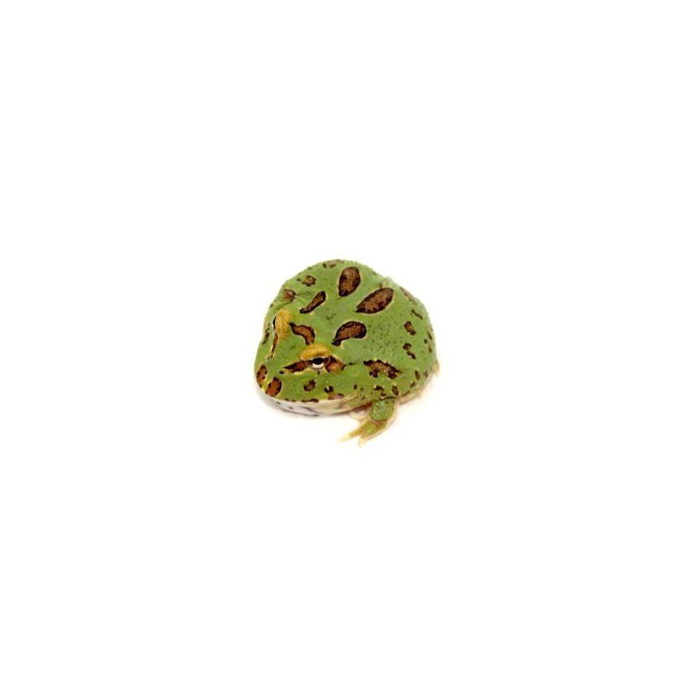 Ceratophrys cranwelli " 4 spot" - Grenouille Pacman