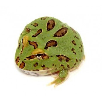 Ceratophrys cranwelli " 4 spot" - Grenouille Pacman