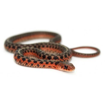 Thamnophis sirtalis "Flame" - Serpent jarretière