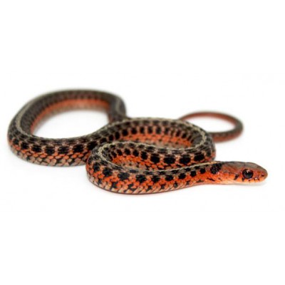 Thamnophis sirtalis "Flame" - Serpent jarretière