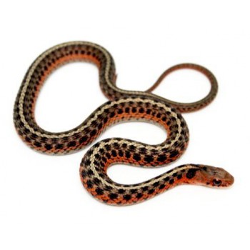 Thamnophis sirtalis "Flame" - Serpent jarretière
