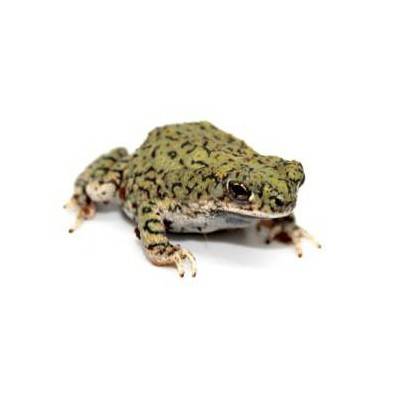 Anaxyrus (Bufo) debilis - Crapaud vert du Texas