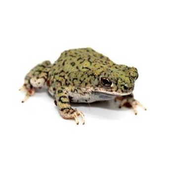 Anaxyrus (Bufo) debilis - Crapaud vert du Texas