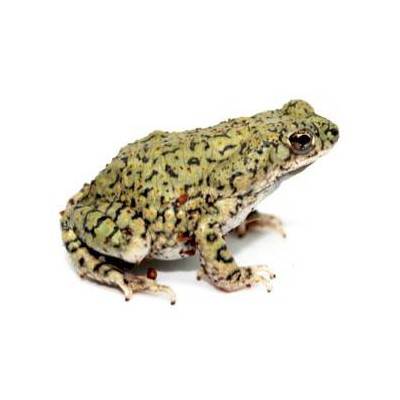 Anaxyrus (Bufo) debilis - Crapaud vert du Texas