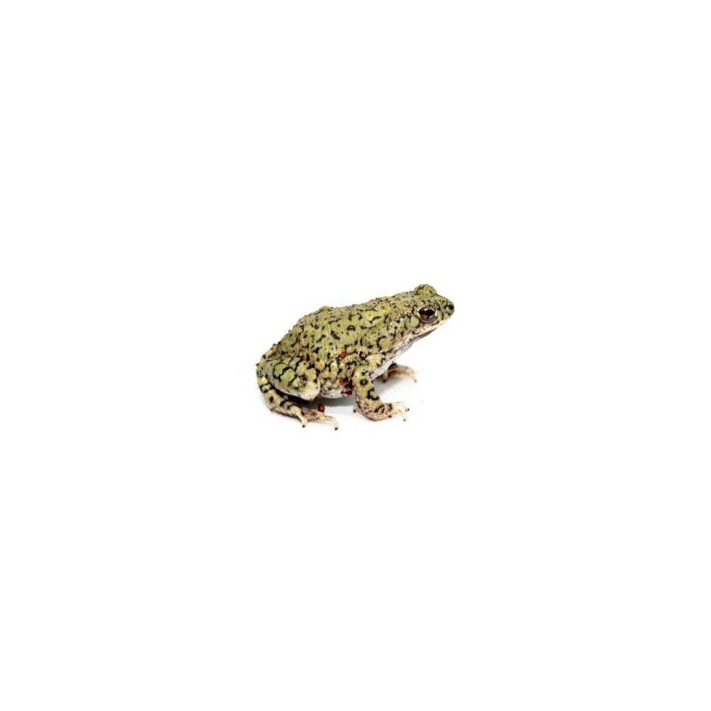 Anaxyrus (Bufo) debilis - Crapaud vert du Texas