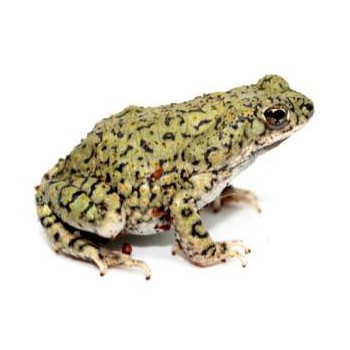 Anaxyrus (Bufo) debilis - Crapaud vert du Texas