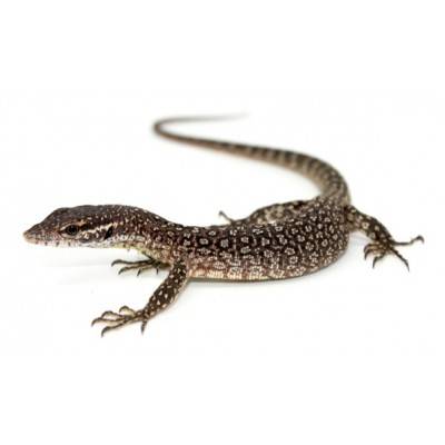 Varanus timorensis - Varan de Timor