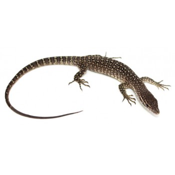 Varanus timorensis - Varan de Timor