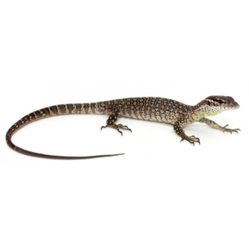 Varanus timorensis - Varan de Timor