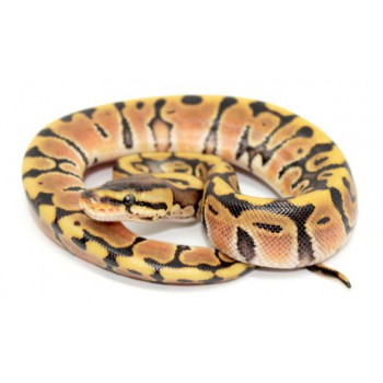 Python regius "Hidden gene woma Granite" - Python royal