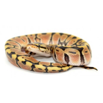 Python regius "Hidden gene woma Granite" - Python royal