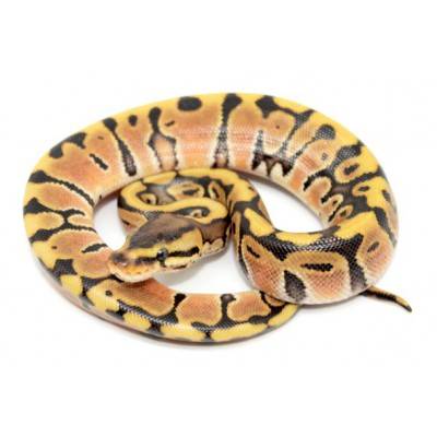 Python regius "Hidden gene woma Granite" - Python royal