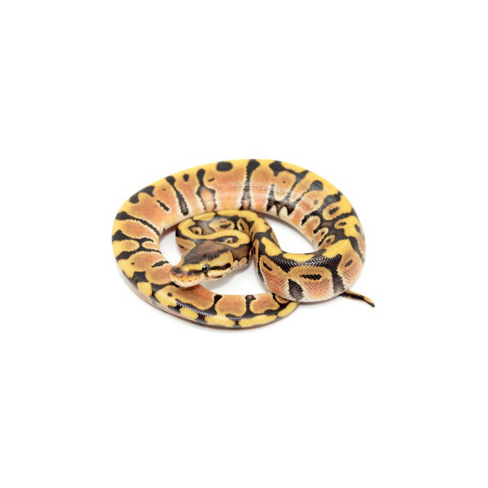 Python regius "Hidden gene woma Granite" - Python royal