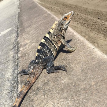 Ctenosaura similis - Iguane noir