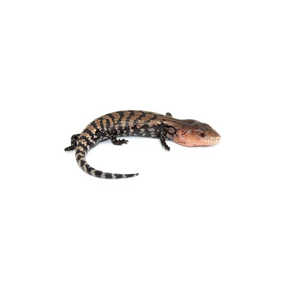 Scinque à langue bleue géant Tiliqua gigas keyensis NC 2018