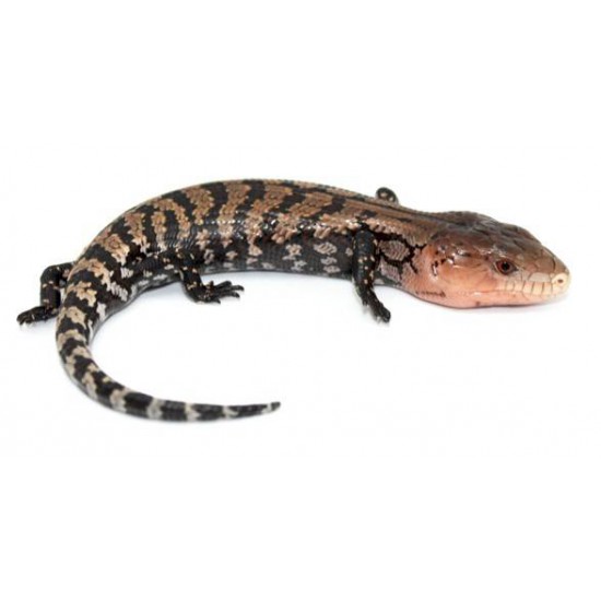 Scinque à langue bleue géant Tiliqua gigas keyensis NC 2018