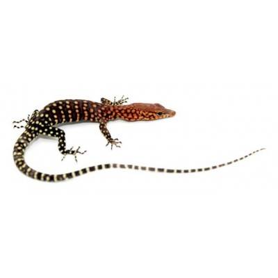 Varanus pilbarensis - Varan de Pilbara