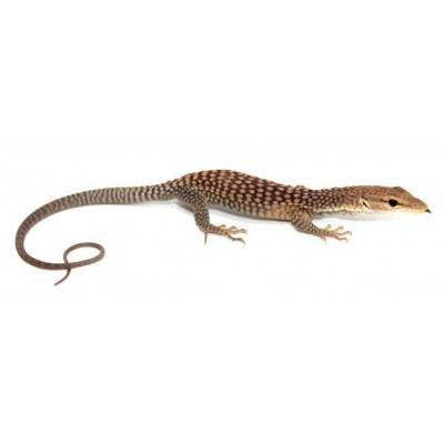 Varanus tristis orientalis - Varan moucheté