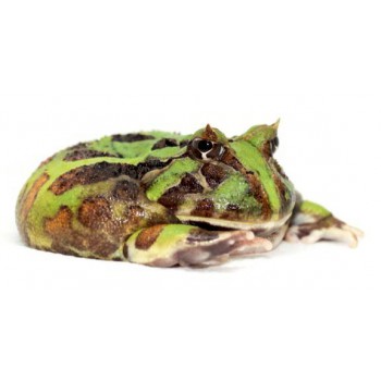 Ceratophrys aurita - Grenouille cornue du Bresil