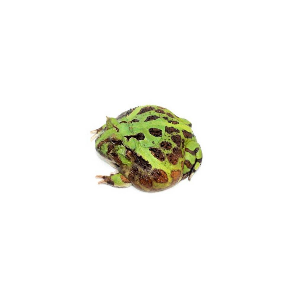 Ceratophrys aurita - Grenouille cornue du Bresil Ceratophrys aurita - Grenouille cornue du Bresil