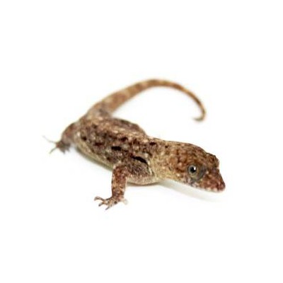 Gonatodes albogularis fuscus - Gecko à tête jaune (COUPLE)